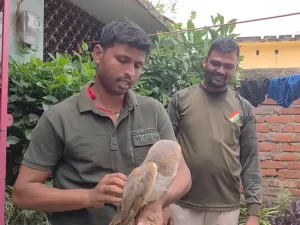 जमुई टाउन के बिहारी गांव से एक दुर्लभ अमेरिकन ब्राउन बार्न उल्लू रेस्क्यू किया गया, ब्लैक मार्केट में इसकी कीमत 20 से 30 लाख